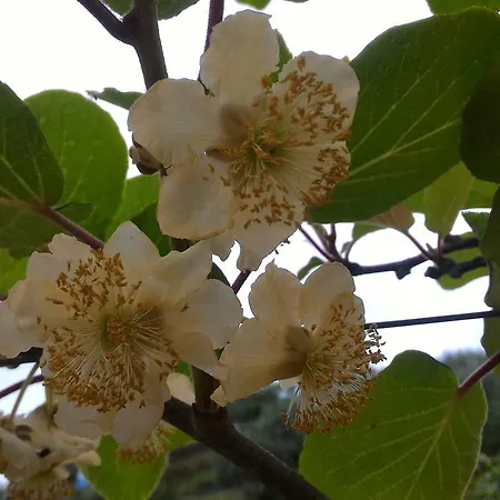 农家乐 宁静农庄 莱万托