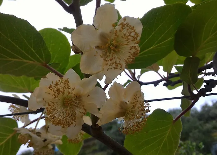 Lantgård La Quiete Levanto